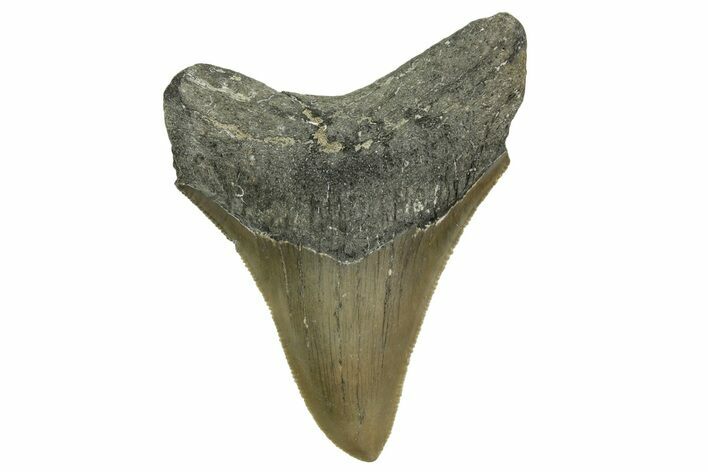 Serrated, Fossil Megalodon Tooth - North Carolina #363707